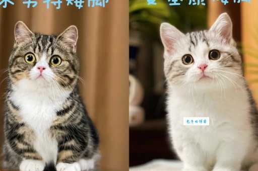 曼基康猫和矮脚猫有啥区别？看完这篇就懂了！