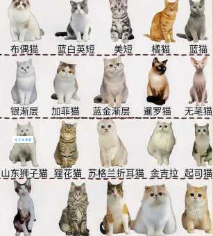 猫咪都有什么品种？盘点那些受欢迎的热门猫咪！