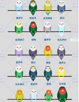 鹩哥寿命短怎么办？这几个饲养技巧要牢记！