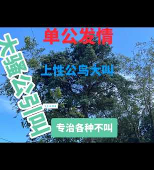 画眉鸟怎么饲养才叫得好？这几个方法很有效！