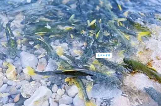 青海湖湟鱼价格多少？2024年价格波动早知道！