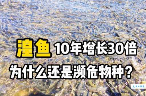 青海湖湟鱼价格多少？2024年价格波动早知道！