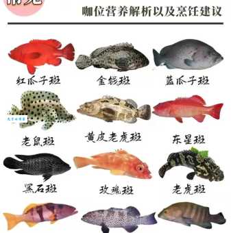 石斑鱼种类图片及名称，一篇文章带你认识它们！