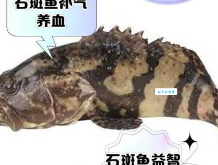 石斑鱼种类图片及名称，一篇文章带你认识它们！