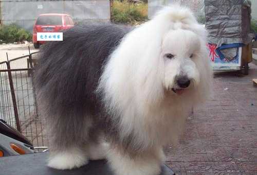 古牧犬价格太贵了！教你几招砍价小技巧！