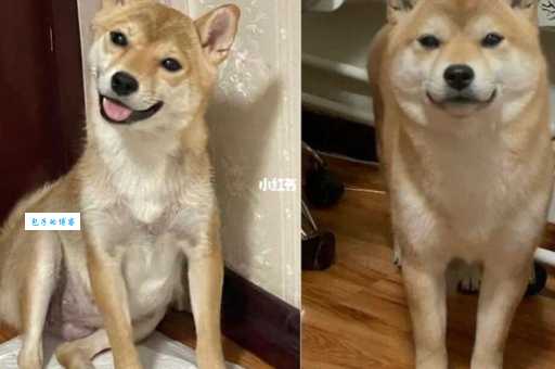 柴犬一般要多少钱？不同地区的价格差异分析！