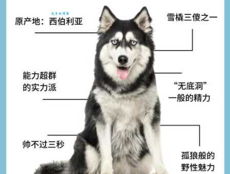 想买纯种哈士奇多少钱？资深铲屎官告诉你！