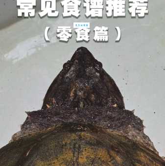 鳄鱼龟好养吗？新手入门养龟注意事项！