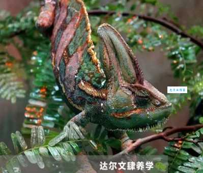 高冠变色龙互动性好吗？适不适合当宠物？