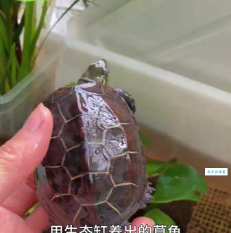 草龟怎么养长得快？这些饲养技巧要知道！