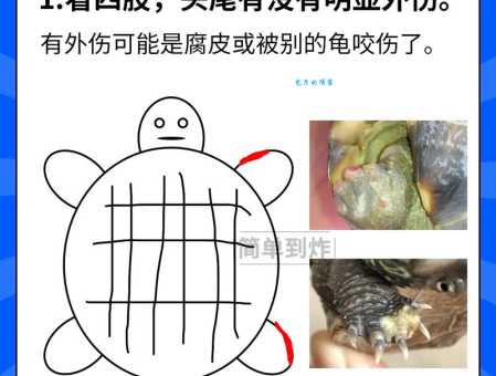 小乌龟不吃东西怎么办？看看是不是生病了！