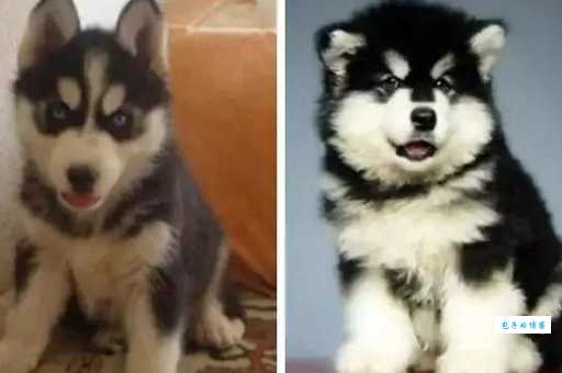 阿拉斯加雪橇犬和哈士奇怎么区分？这几招简单实用！
