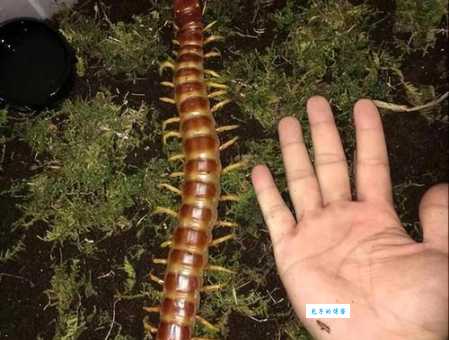 秘鲁巨人蜈蚣到底有多大？看看过来人怎么说！