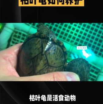 玛塔龟吃什么食物？这种龟的饮食指南来了！