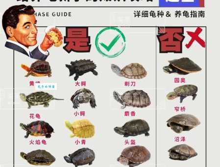 靴脚陆龟怎么养？资深玩家分享饲养小技巧！