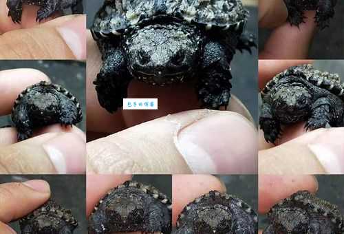 鳄鱼龟养殖成本高不高？内行人给你算笔账！