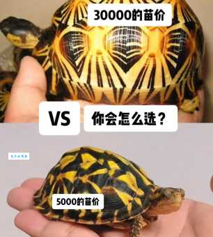 辐射龟吃什么？这些食物清单一定要牢记！
