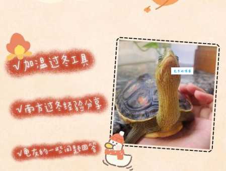 想让乌龟安全过冬？乌龟冬眠怎么养你必须知道！