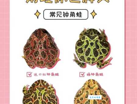 绿角蛙怎么分公母？教你几个简单辨别方法！