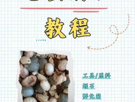乌龟蛋怎么孵化？手把手教你孵化小乌龟！