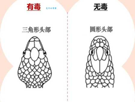 血蟒和普通蟒蛇区别是什么？几张图让你秒懂！