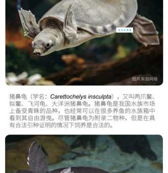 猪鼻龟怎么养？饲养猪鼻龟的几个小窍门！