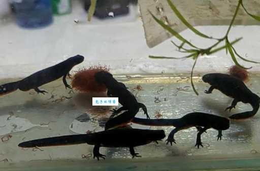 东方蝾螈价格多少？这些因素影响东方蝾螈价格！