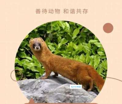 暴殄天物打一个生肖，你知道是哪个动物吗？