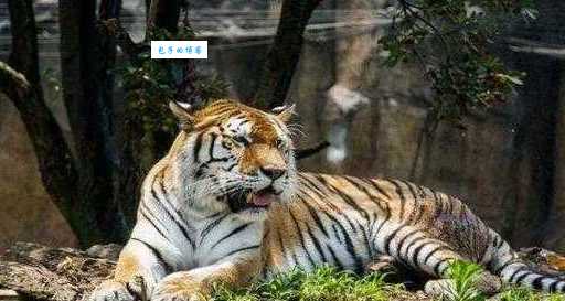 为虎作伥指什么生肖？这几个生肖最喜欢当狗腿子！