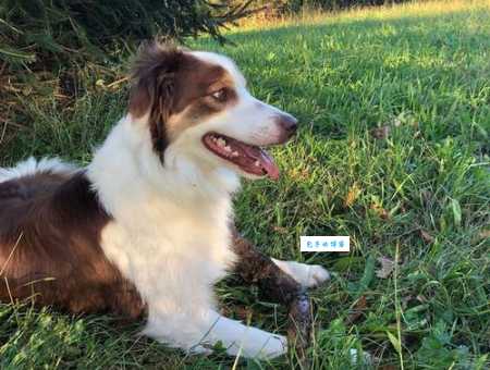 想知道边境牧羊犬的性格？这些优缺点要了解！