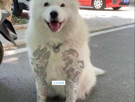 狗可以吃洋葱吗？兽医告诉你千万不能吃！