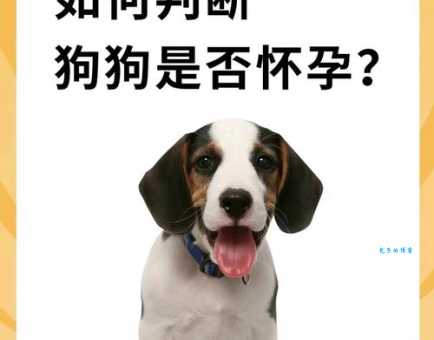 小狗一般的妊娠期为多久？这几个阶段要注意！