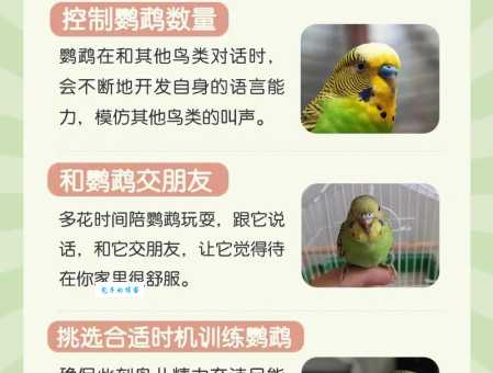 塞内加尔鹦鹉说话厉害吗？语言能力大解析！