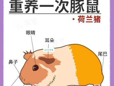 怎么区分荷兰猪的公母？老司机分享实用技巧！
