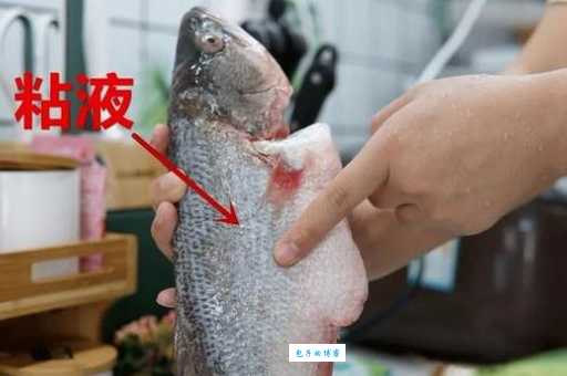 鱼身上的粘液是啥？3个理由告诉你为什么有粘液。