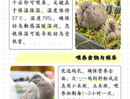 斑鸠吃什么食物？这些食物斑鸠都喜欢吃！