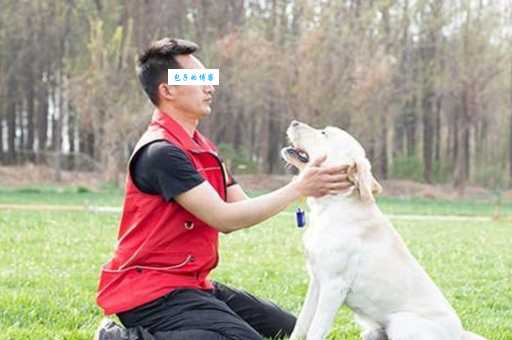 苏俄猎狼怎么训练？专业训犬师分享训练技巧！