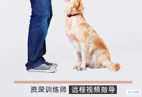 苏俄猎狼怎么训练？专业训犬师分享训练技巧！