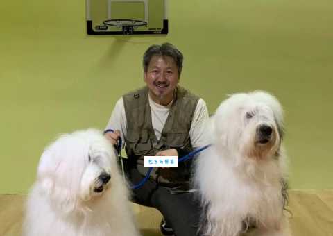 英国古代牧羊犬掉毛吗？教你几招轻松应对！