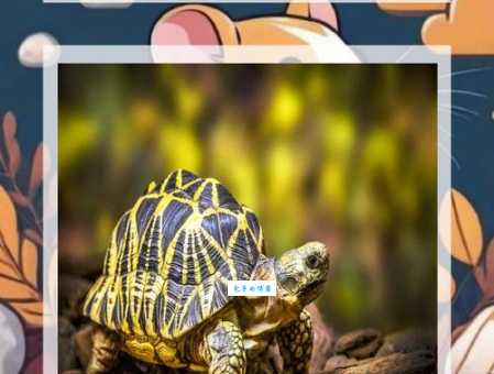 小乌龟吃什么食物？这几种食物小乌龟爱吃！