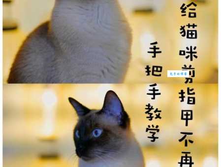 野猫驯养法有哪些技巧？学会这些不再是难题！