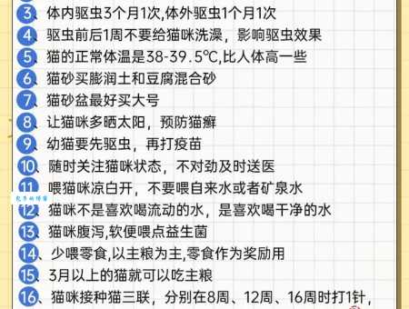 野猫驯养法有哪些技巧？学会这些不再是难题！
