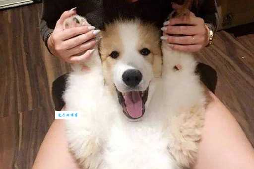 大白熊吧怎么样？这里有超多萌宠照片等你来！