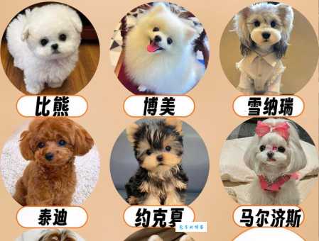 不掉毛的狗小型犬有哪些？推荐几种萌宠！