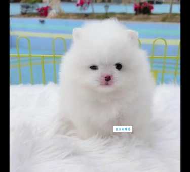 不掉毛的狗小型犬有哪些？推荐几种萌宠！