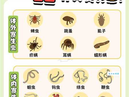 金毛身上常见寄生虫怎么防？这几招很管用！