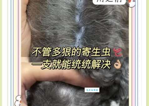 金毛身上常见寄生虫怎么防？这几招很管用！