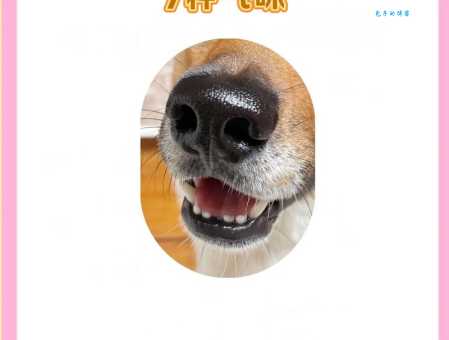 狗狗大便带血要紧吗？资深铲屎官经验分享！