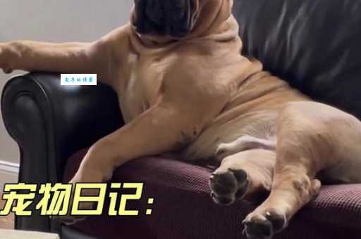 马士提夫犬怎么训练？这几个技巧让它更听话！