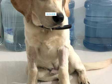 狗狗翻肠子怎么办？快试试这几个方法！